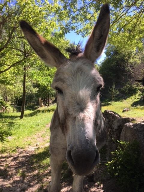 Camping Calme Et Nature Castellane Eksteriør billede