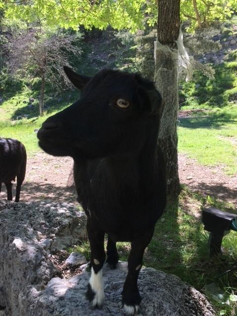 Camping Calme Et Nature Castellane Eksteriør billede